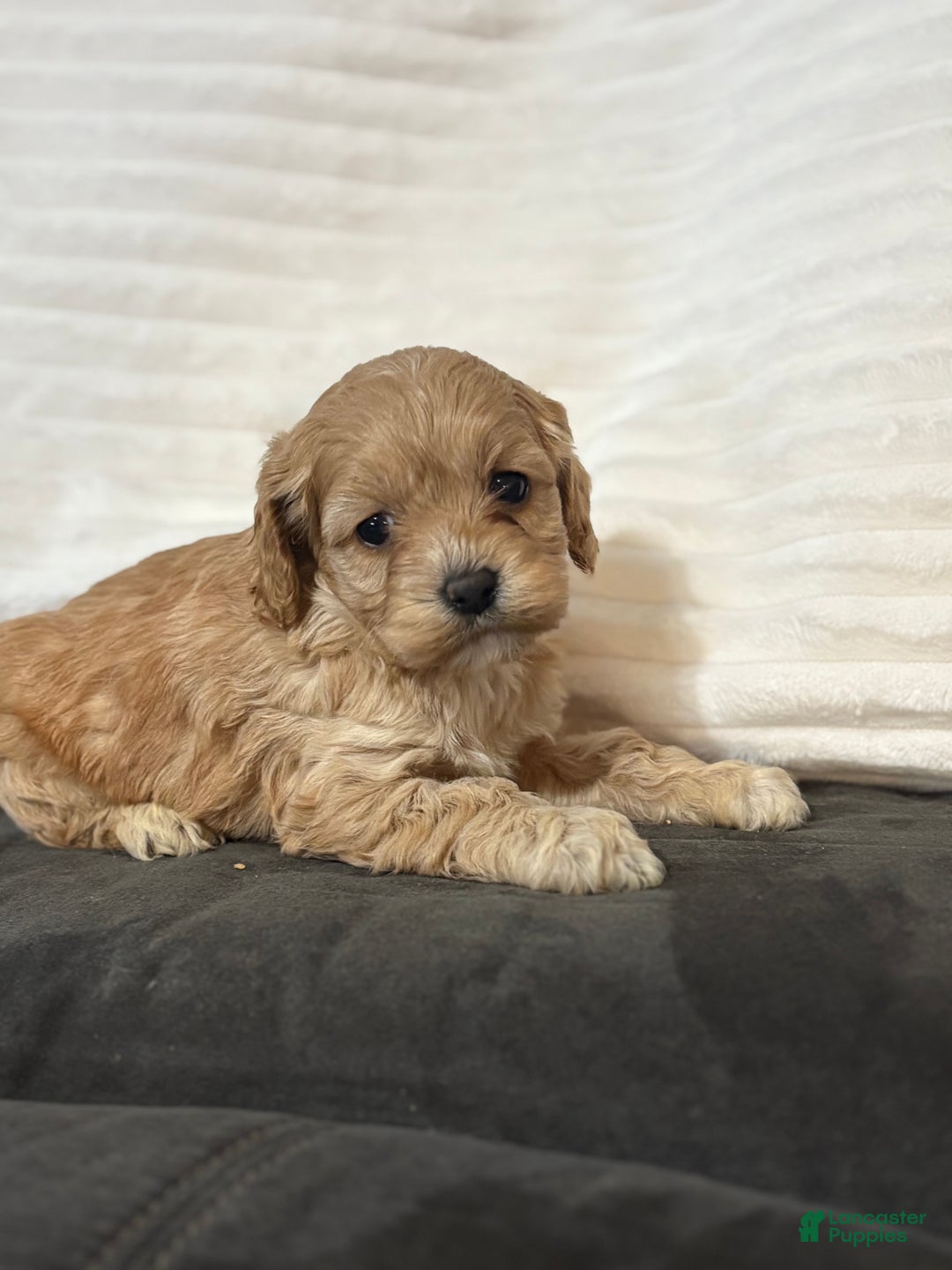 Cockapoo dogs for sale: Tiger - Ad 6