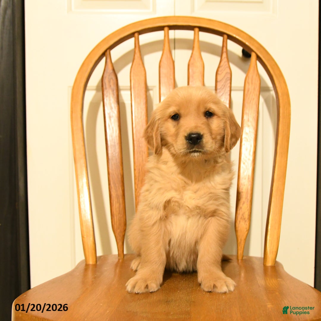 Golden Retriever dogs for sale: Bono - Ad 2