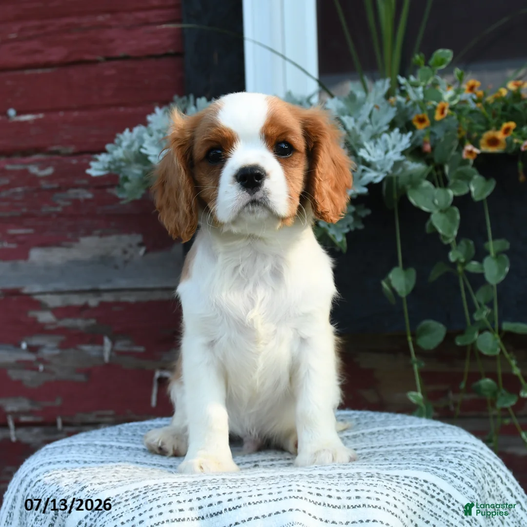 Cavalier King Charles Spaniel dogs for sale: Jasper - Ad 1