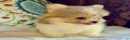 Mixed Breed dogs for sale: Designer Breed Yorkishire Terrier, Pomeranian Mix Puppy Female Bella - Ad 3