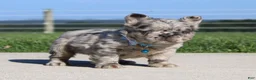 French Bulldog dogs for sale: Hank - Ad 3