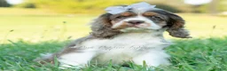 Cocker Spaniel dogs for sale: Freya - Ad 5