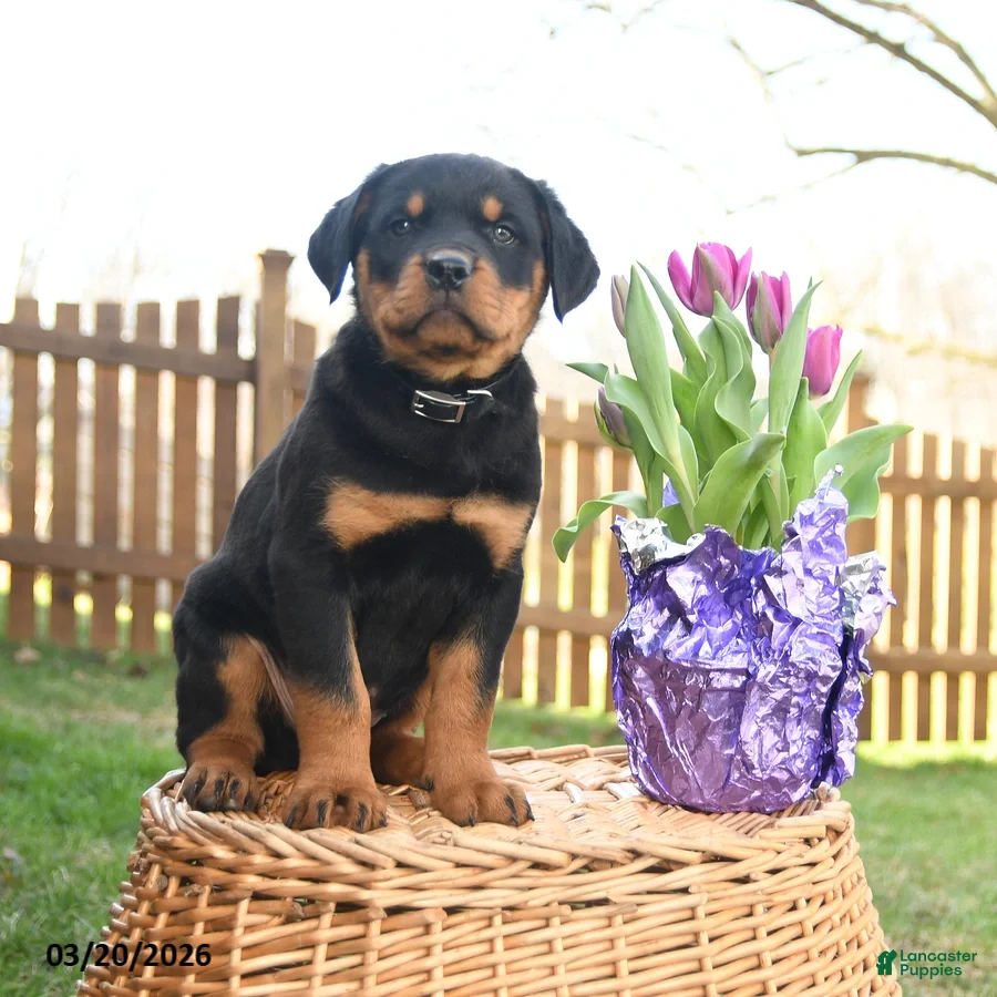 Rottweiler dogs Leo  - Ad 2