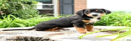 Greater Swiss Mountain Dog dogs for sale: Therese - Ad 2