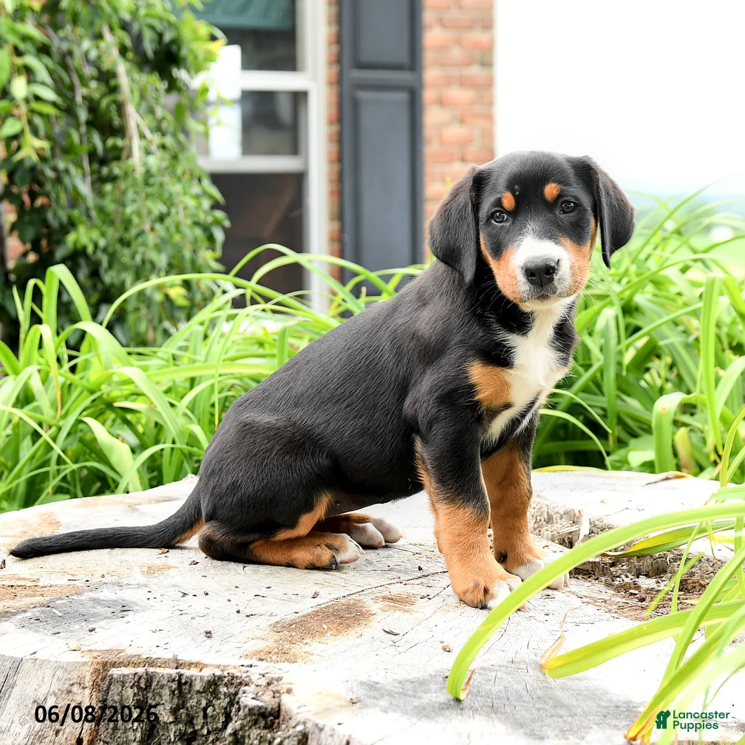 Greater Swiss Mountain Dog dogs for sale: Therese - Ad 2