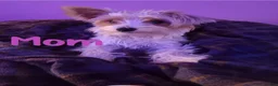 Mixed Breed dogs for sale: Hazlee - Ad 4