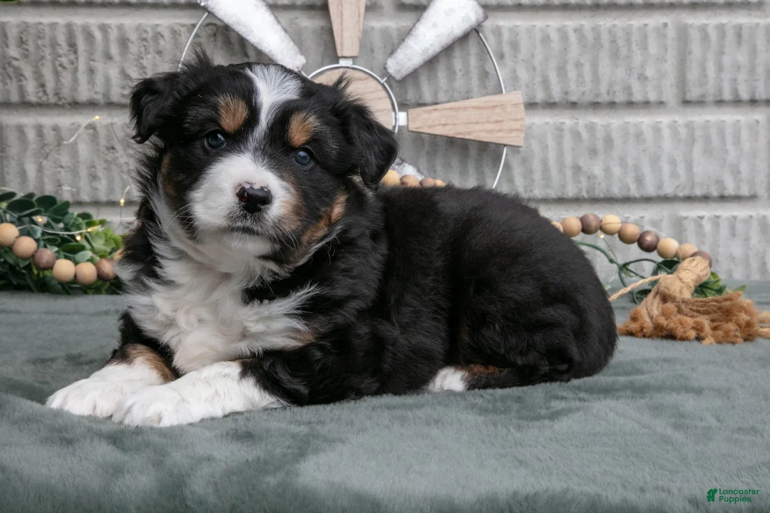Miniature Australian Shepherd dogs for sale: Jackson - Ad 2