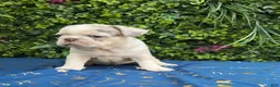 French Bulldog dogs for sale: Merle Girl - Ad 4