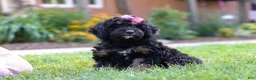 Bernedoodle dogs for sale: Paris - Ad 8