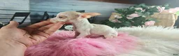 Chihuahua dogs for sale: Micro Teacup white female. Hand Delivery  - Ad 3