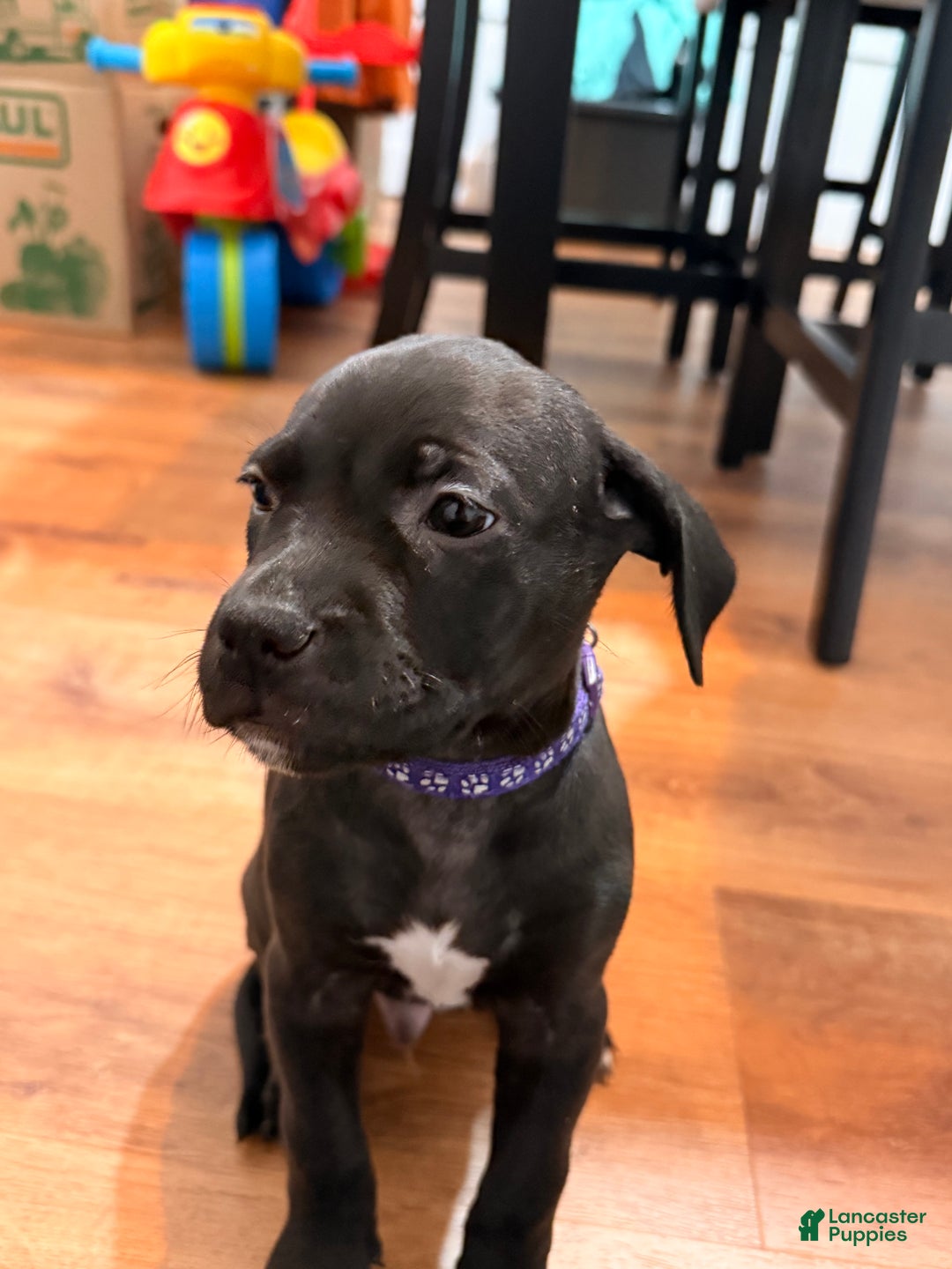 Mixed Breed dogs for sale: Pup Orange - Ad 9