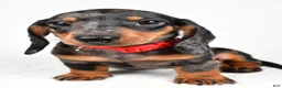 Miniature Dachshund dogs for sale: Eddie - Ad 5