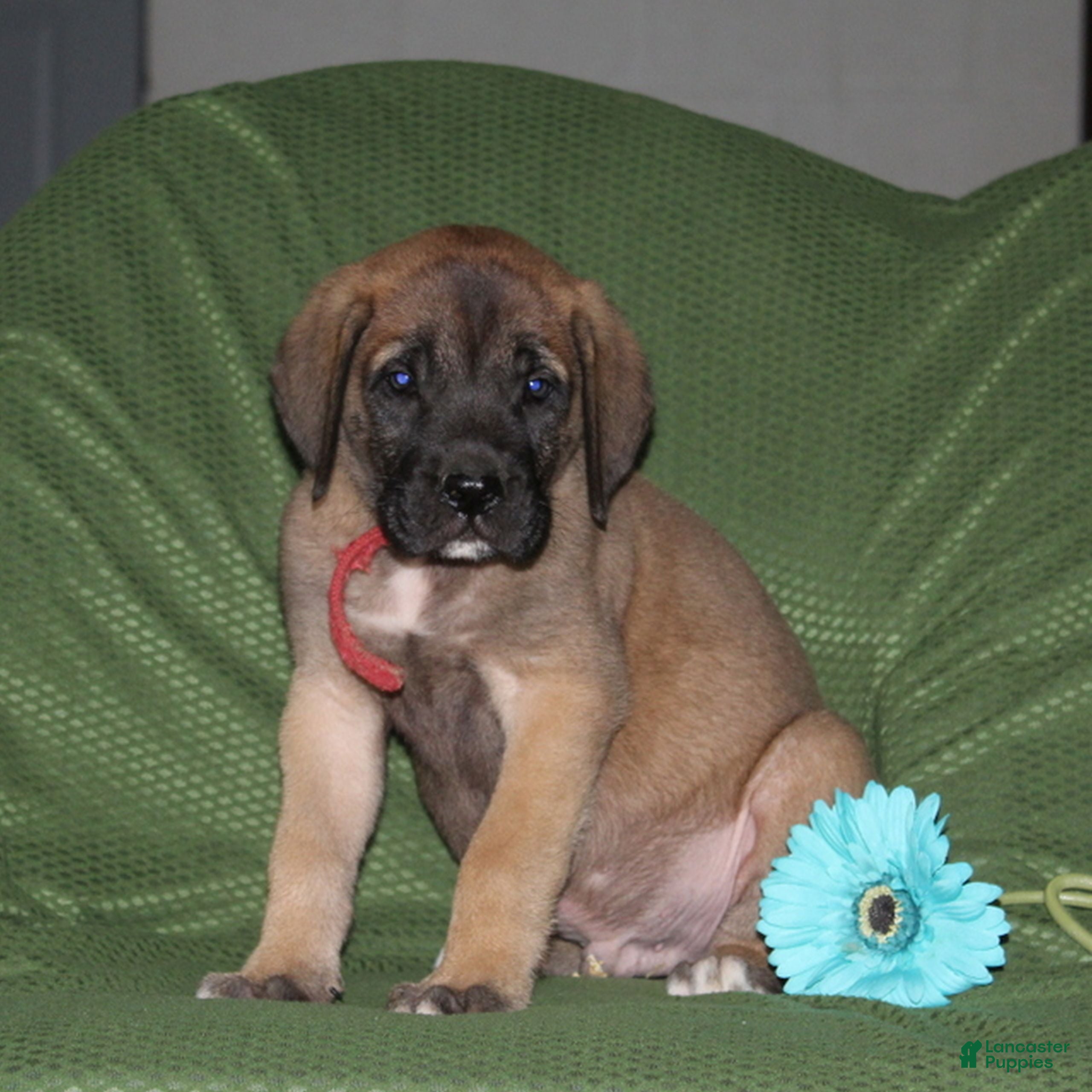 English Mastiff dogs George  - Ad 2