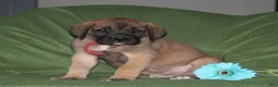 English Mastiff dogs for sale: George  - Ad 2