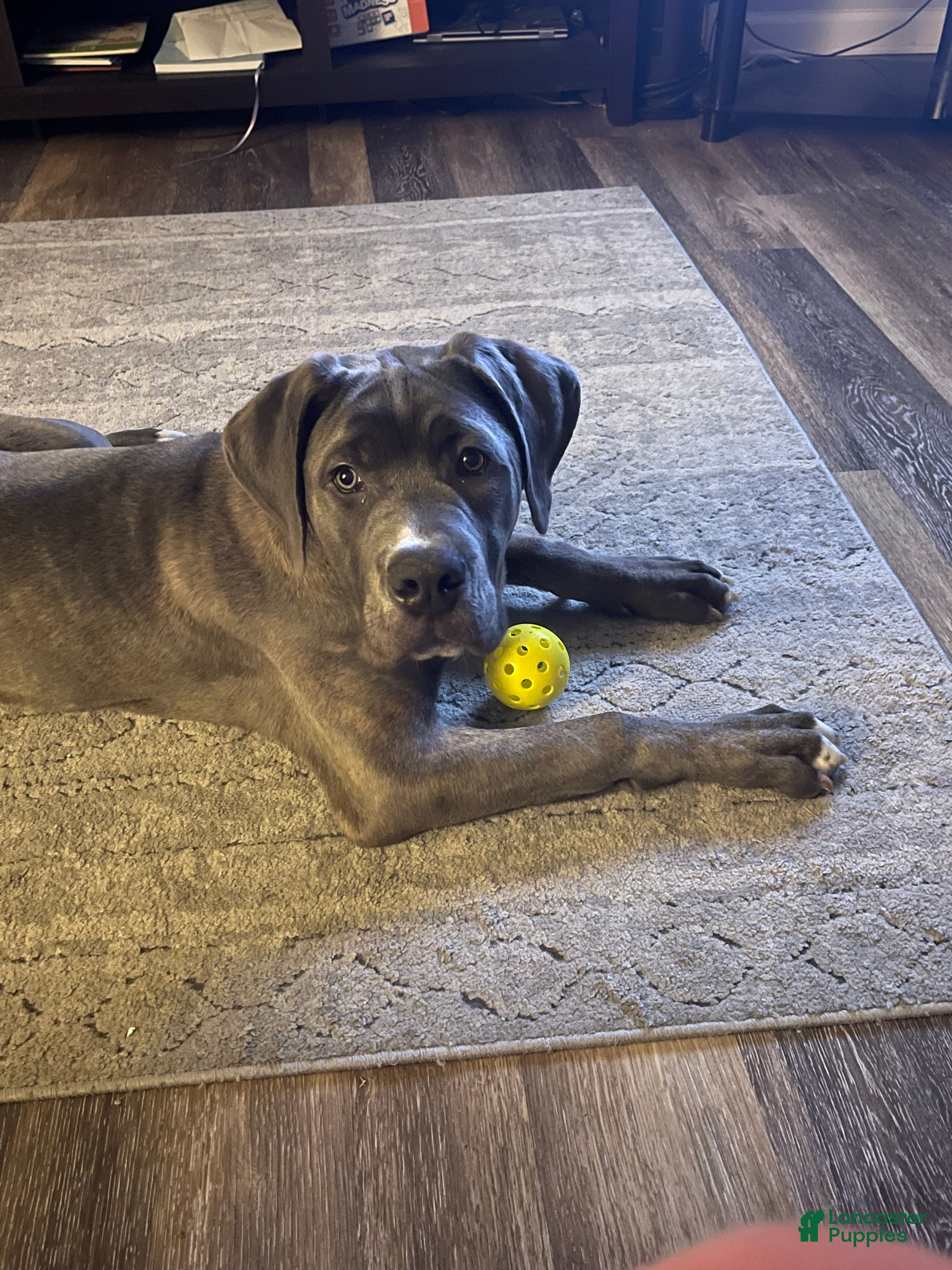 Cane Corso dogs Azul - Ad 25