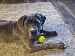 Cane Corso dogs Azul - Ad 25