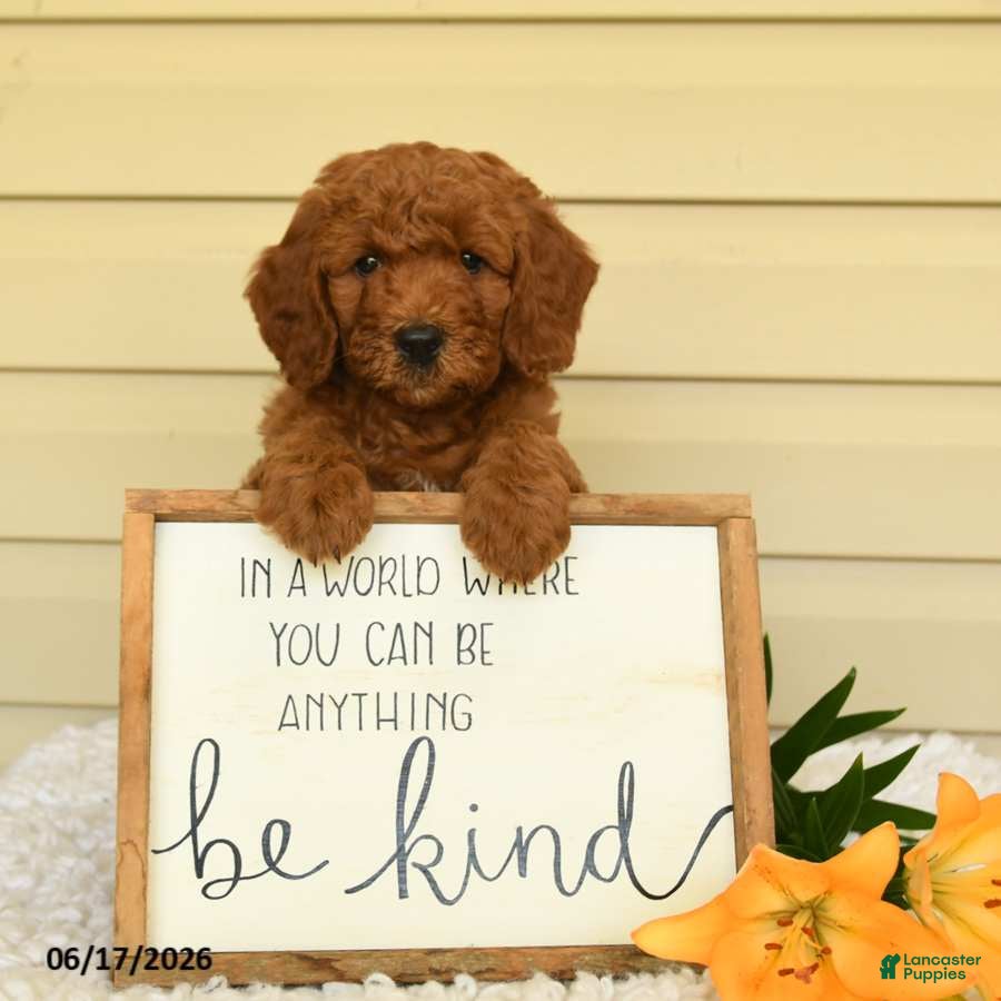 Mini Goldendoodle dogs Simba - Ad 2
