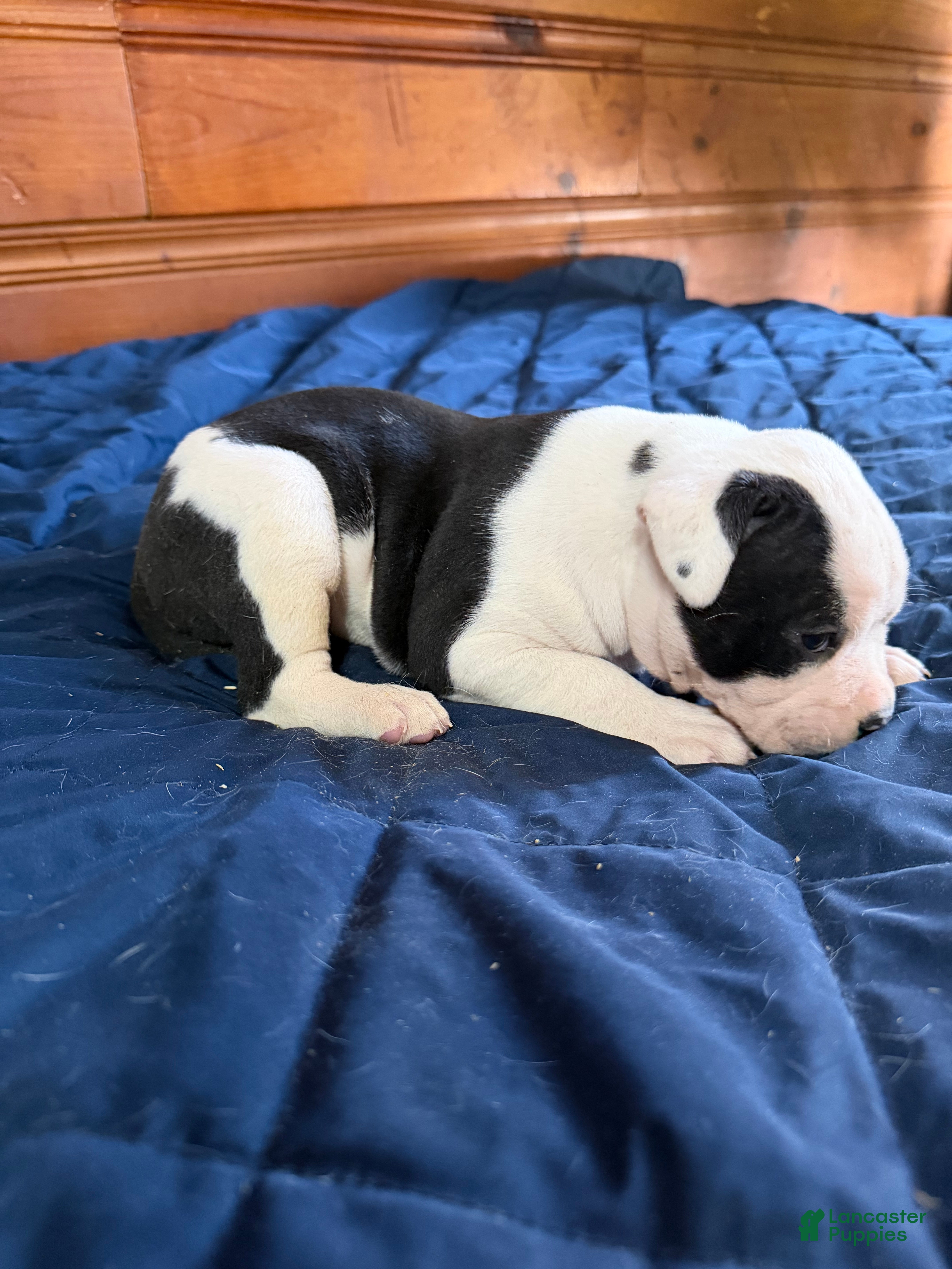 American Bulldog dogs Lucy - Ad 6