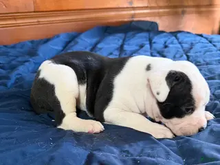 American Bulldog dogs Lucy - Ad 6