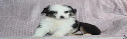 Australian Shepherd dogs for sale: Paxton - Ad 5