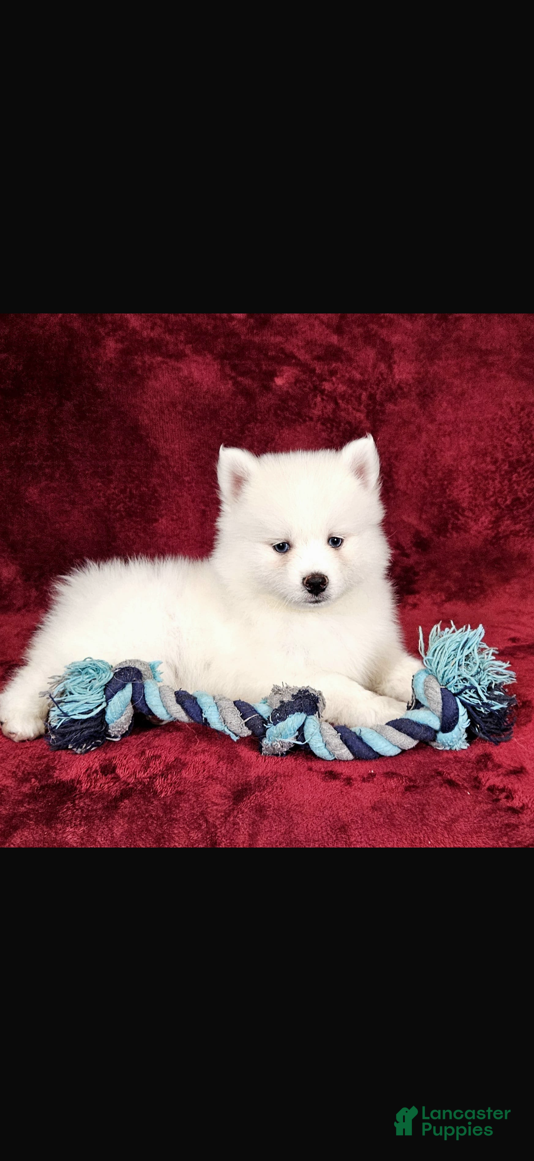 Pomsky dogs for sale: Pomsky Puppy 1 - Ad 2