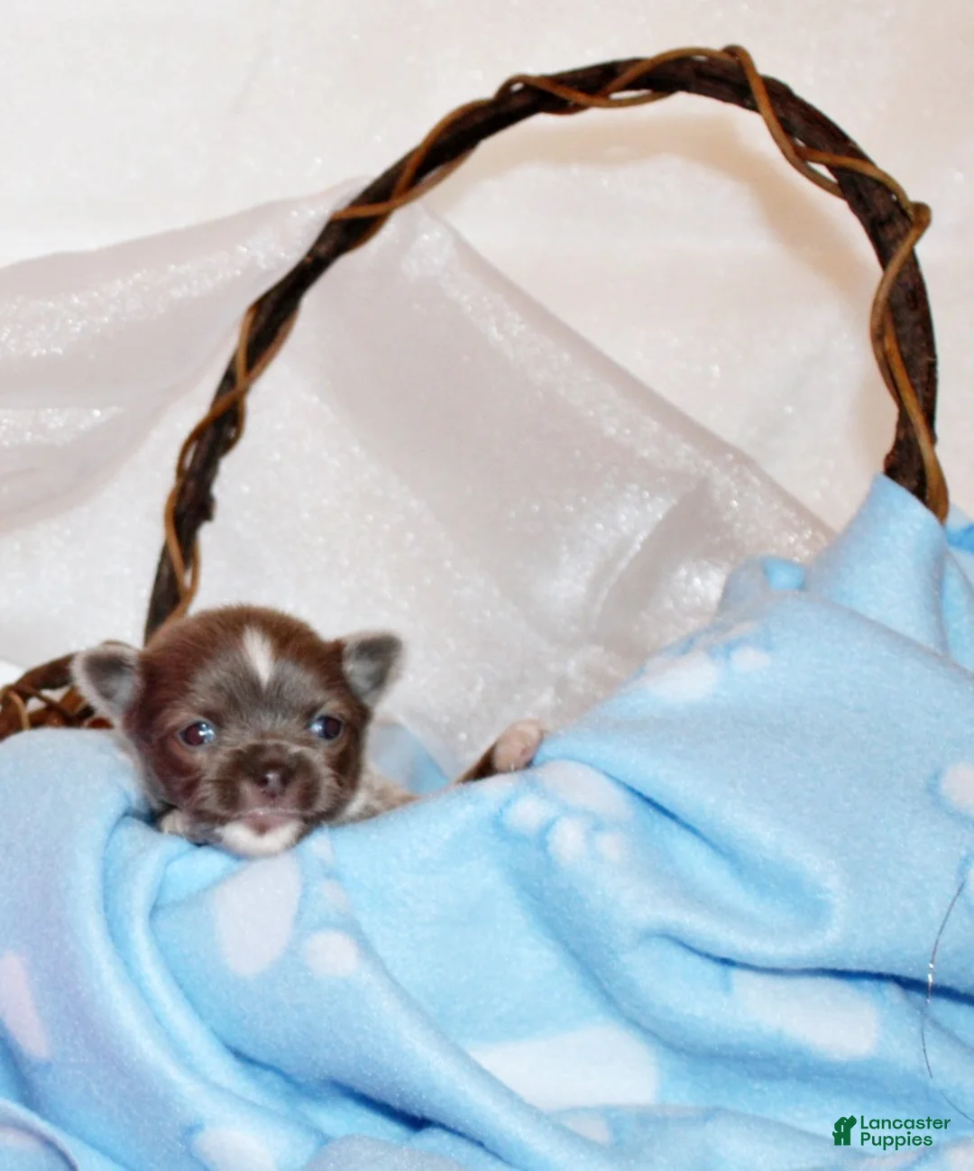 Chihuahua dogs for sale: Parker - Ad 2