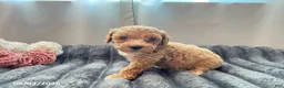 Miniature Poodle dogs for sale: Tucker - Ad 3