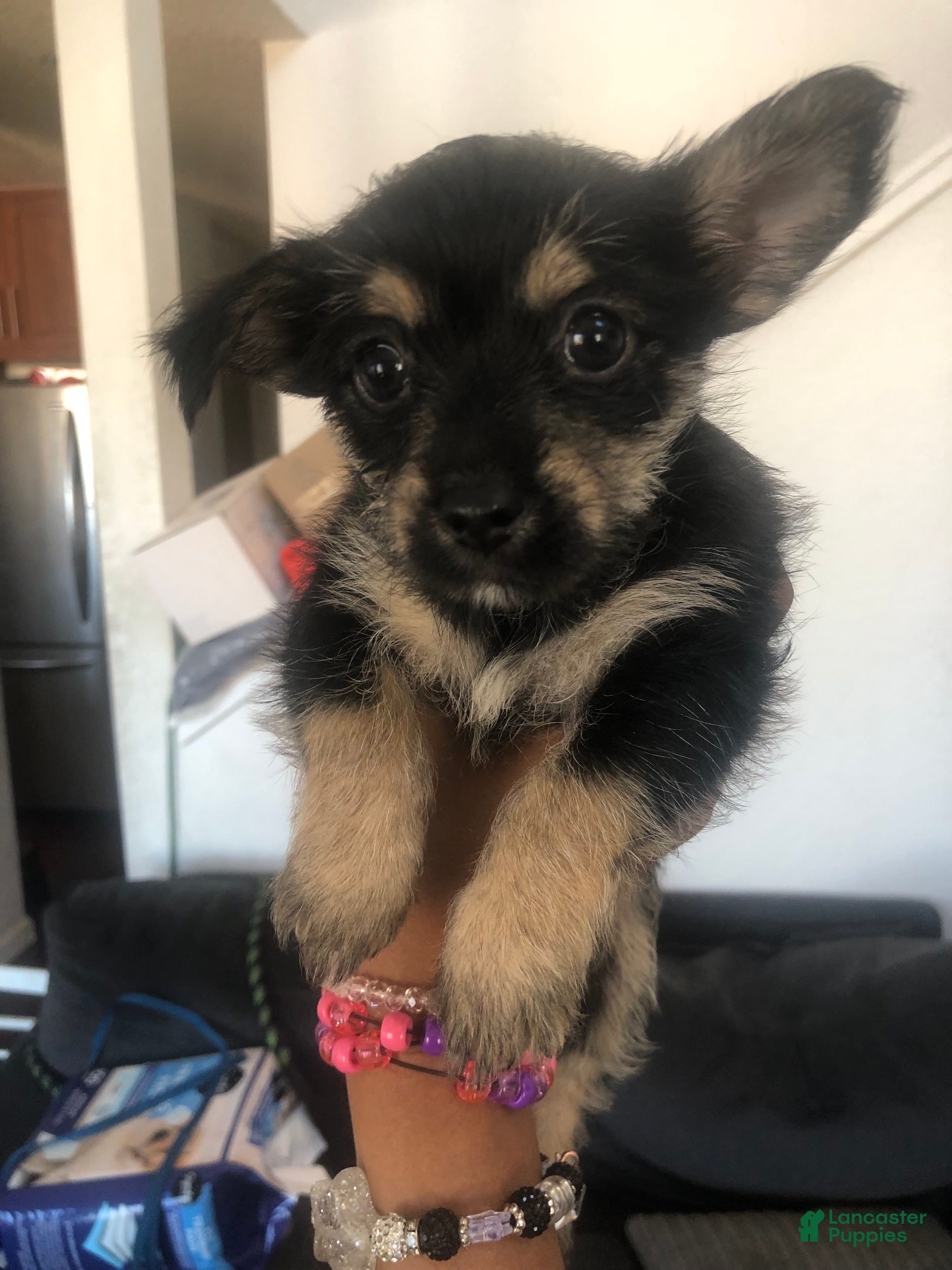 Dorkie dogs Mochi - Ad 32