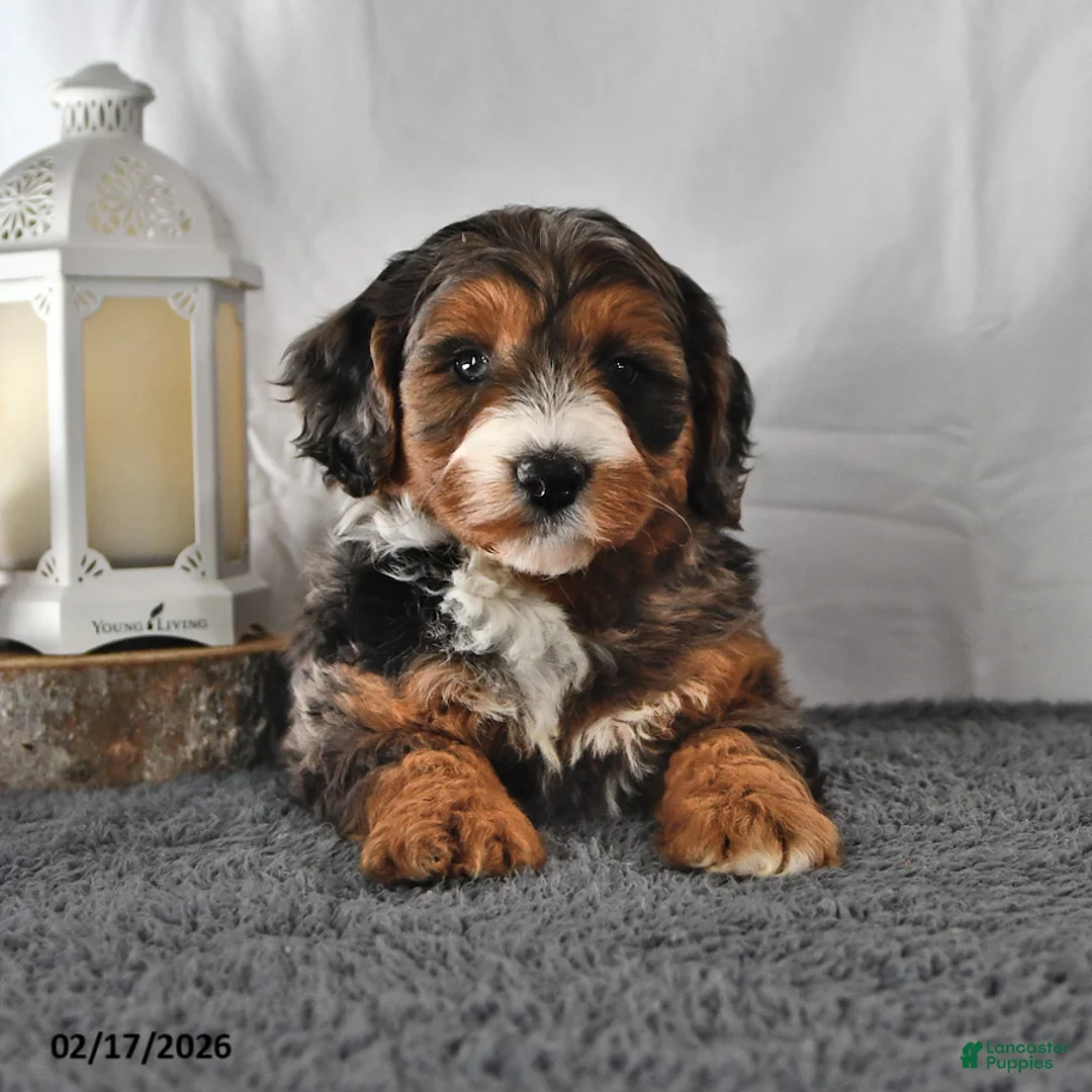 Mini Aussiedoodle dogs for sale: Lance  - Ad 3