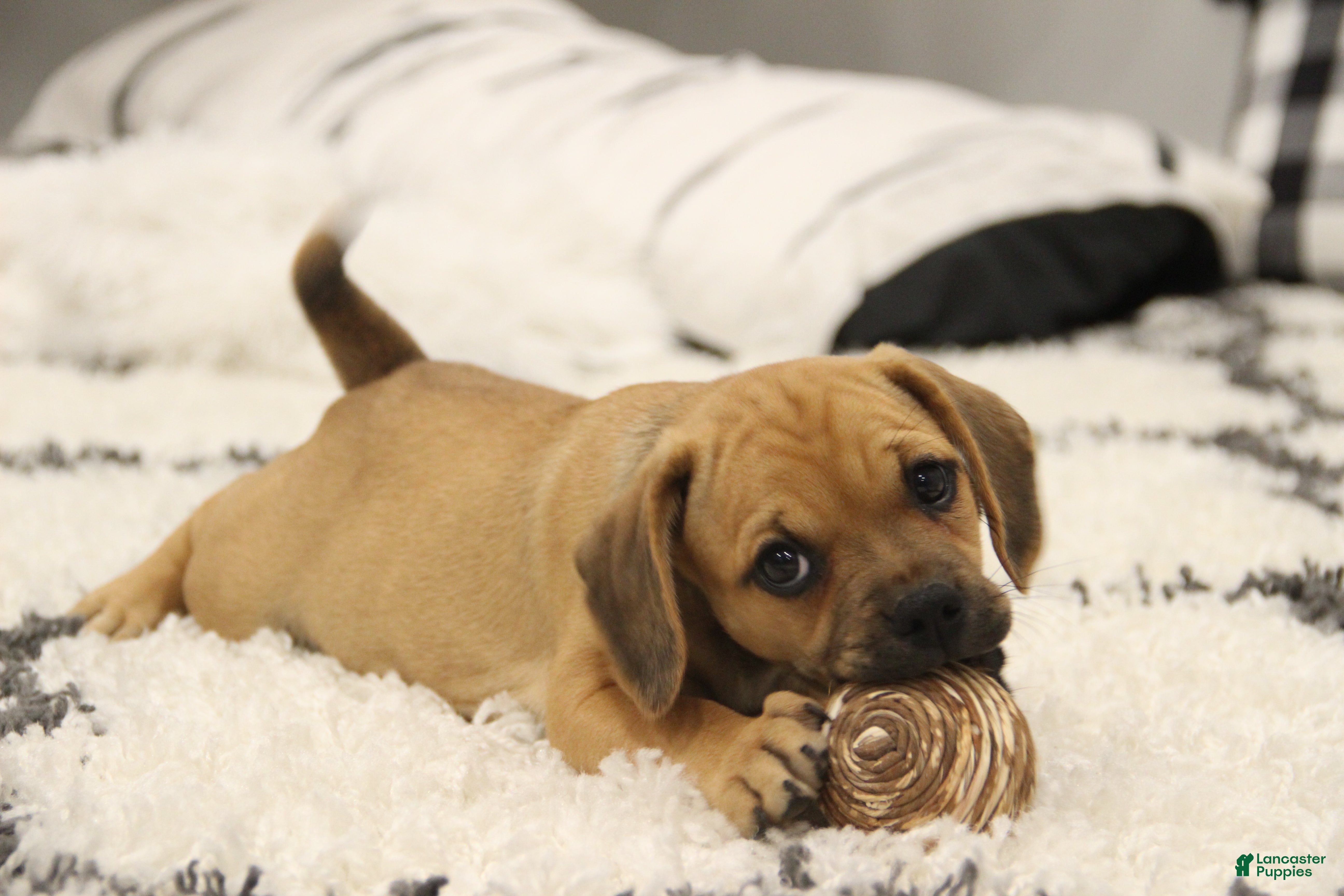 Puggle dogs Cherokee - Ad 2