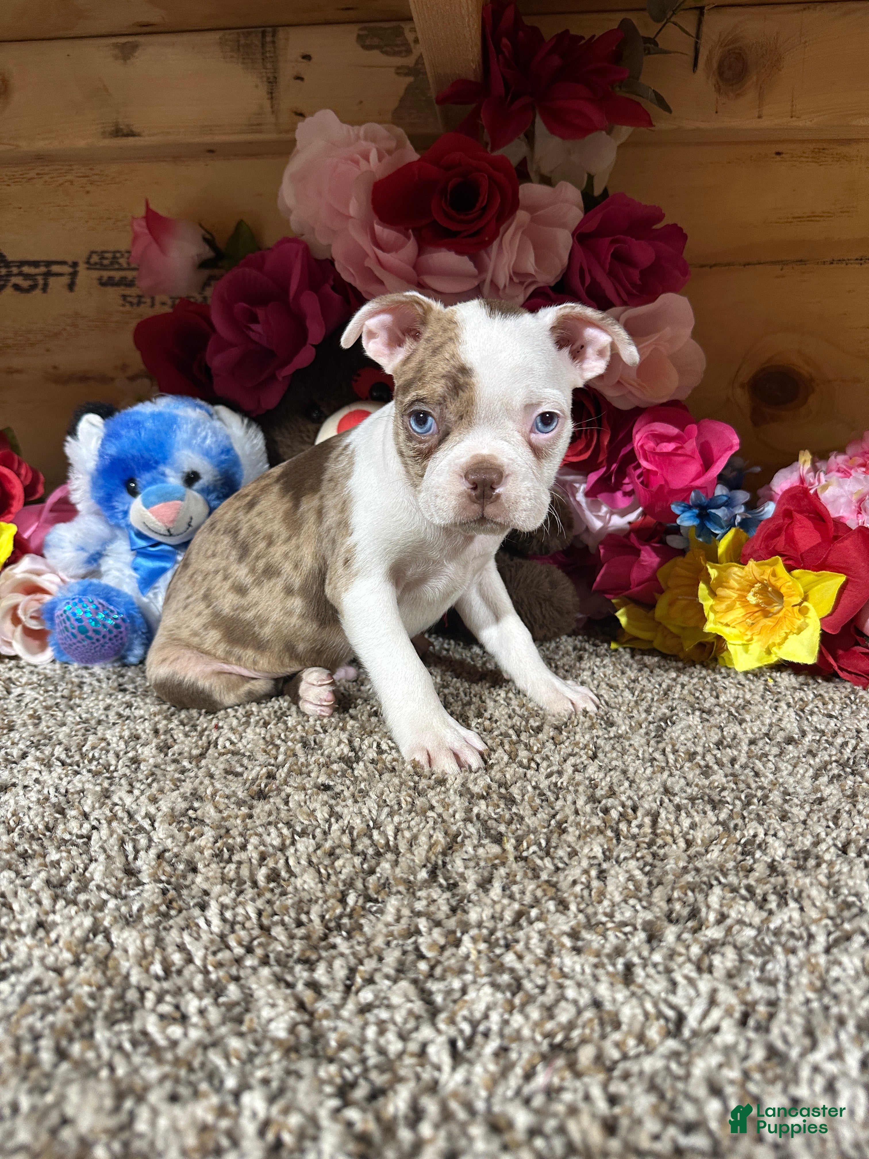 Boston Terrier dogs Boston Terrier 1 - Ad 2