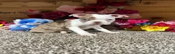 Boston Terrier dogs for sale: Boston Terrier 1 - Ad 2