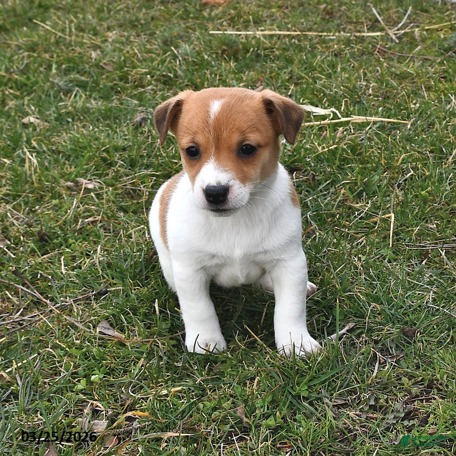 Jack Russell Terrier dogs Peanut Butter - Ad 1