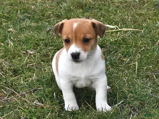 Jack Russell Terrier dogs for sale: Peanut Butter - Ad 4