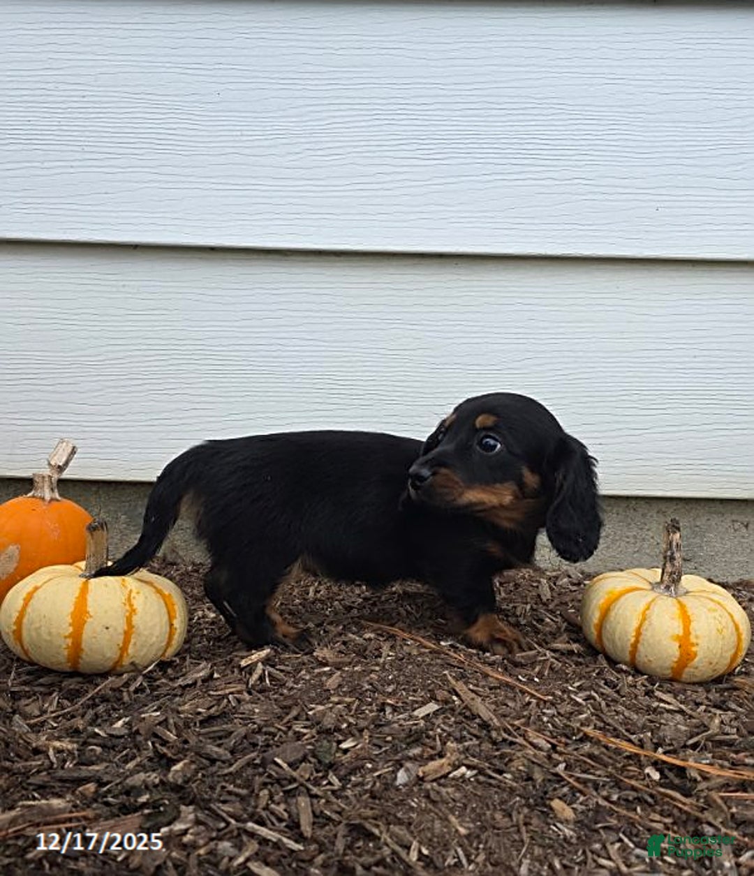 Miniature Dachshund dogs for sale: Stacey - Ad 3