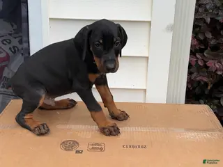 Doberman Pinscher dogs Bruno - Ad 3