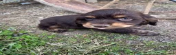 Cocker Spaniel dogs for sale: Brownie - Ad 2