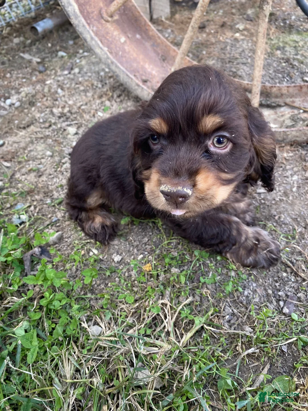 Cocker Spaniel dogs for sale: Brownie - Ad 2