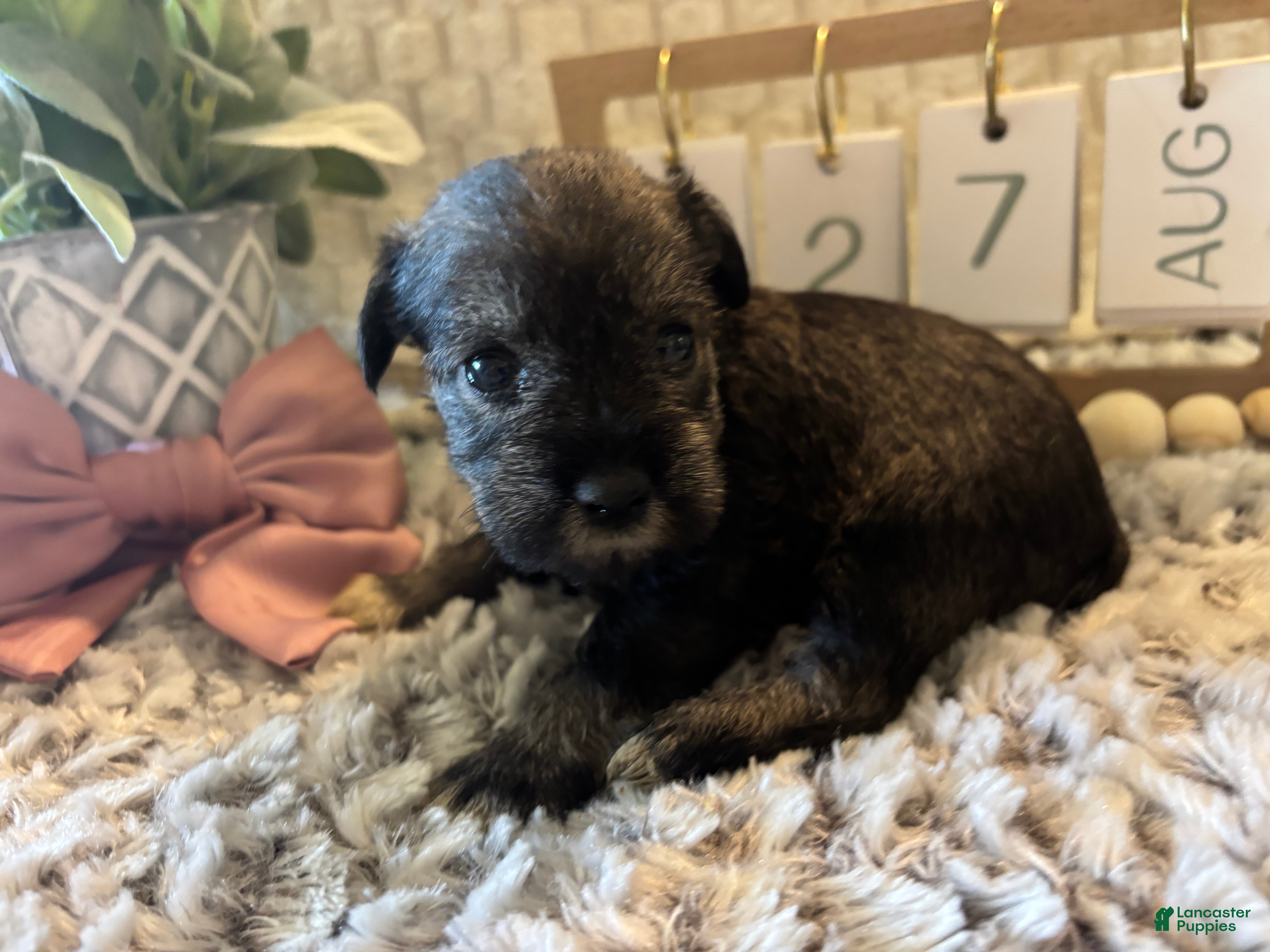 Miniature Schnauzer dogs Miniature Schnauzer 4 - Ad 22