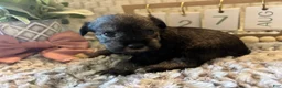 Miniature Schnauzer dogs for sale: Miniature Schnauzer 4 - Ad 2