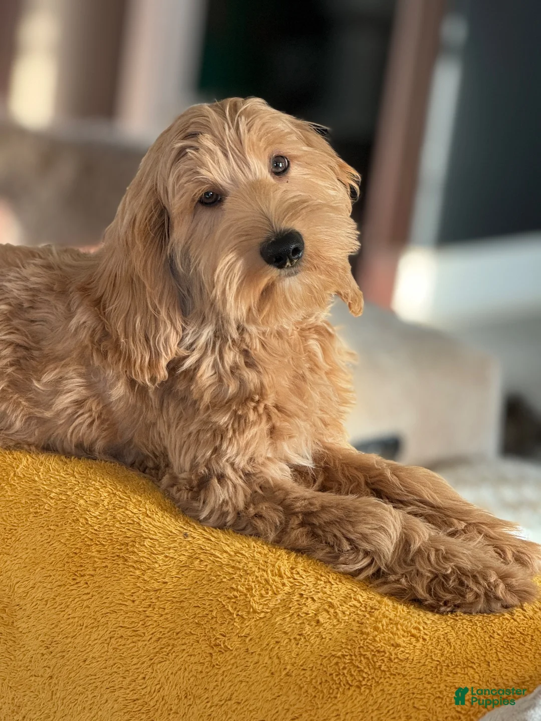 Mixed Breed dogs for sale: Olive - Ad 3