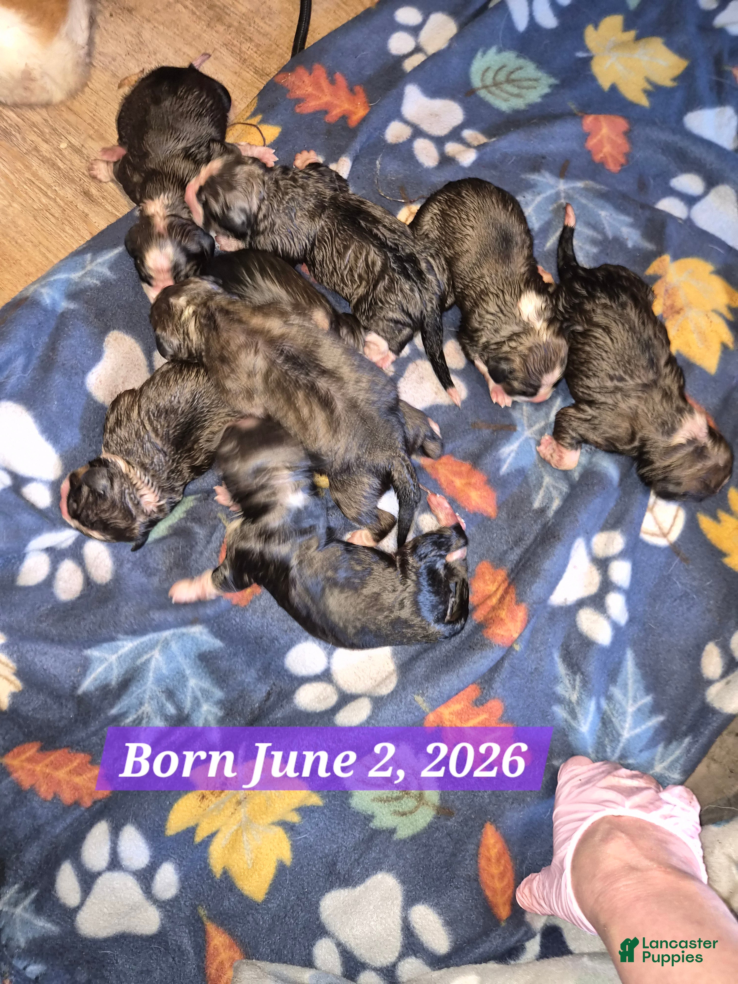 Mixed Breed dogs First Pick Male Pup  - Ad 10