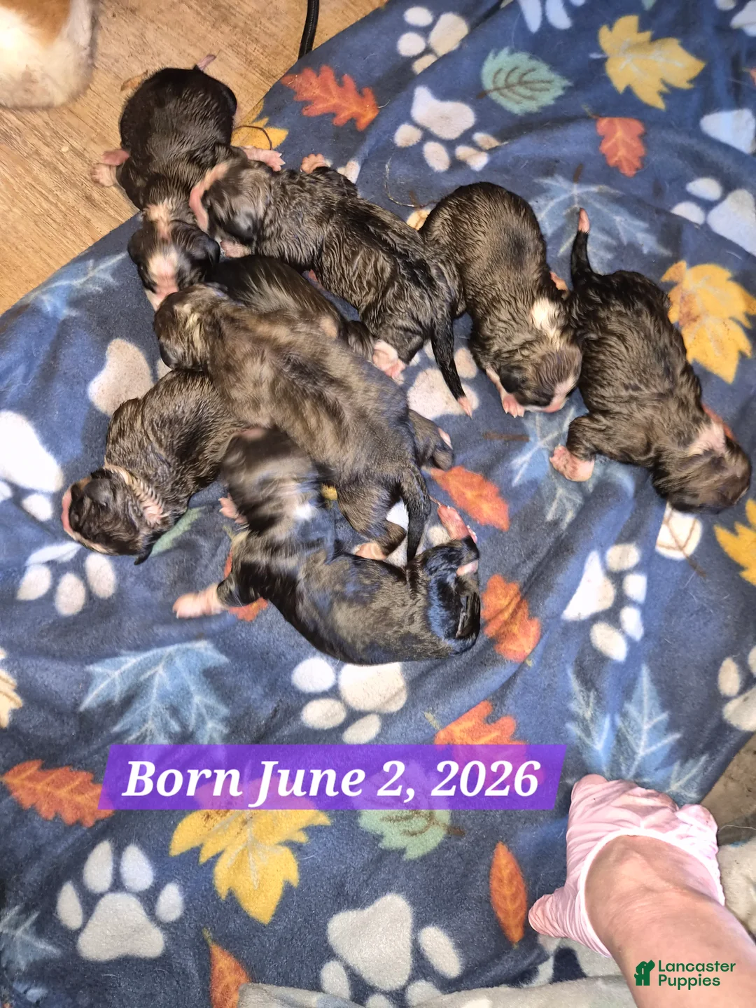 Mixed Breed dogs for sale: First Pick Male St Bernese Pup dob 6/2/26 - Ad 1