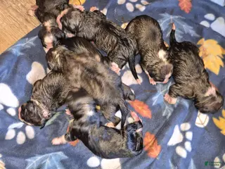 Mixed Breed dogs First Pick Male Pup - Ad 10