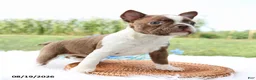 Boston Terrier dogs for sale: Rocky - Ad 3