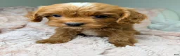 Cavapoo dogs for sale: Sun - Ad 6