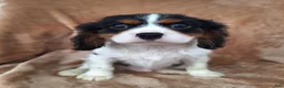 Cavalier King Charles Spaniel dogs for sale: Archie - Ad 3