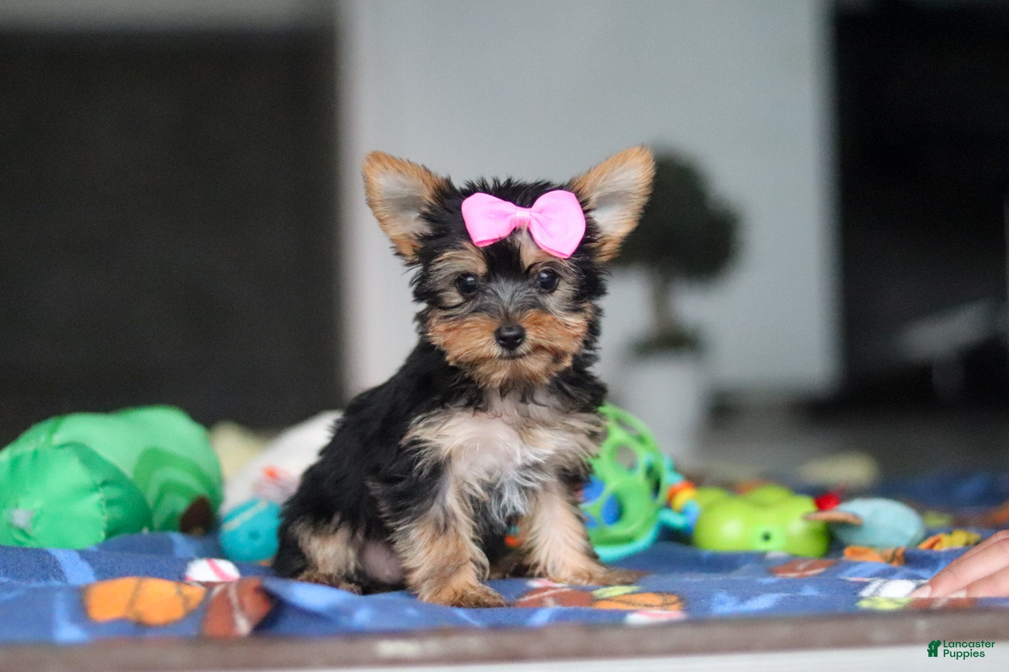 Yorkshire Terrier dogs Fiona - Ad 1