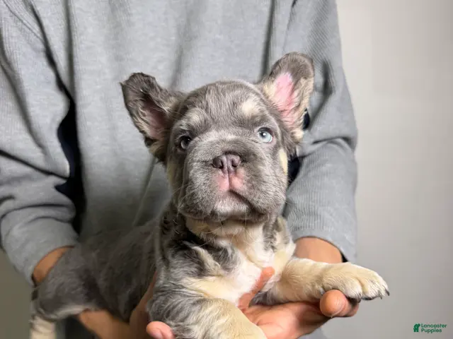 French Bulldog dogs for sale: Chapo the fluffy - Ad 1