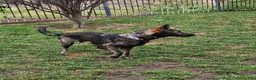 German Shepherd dogs for sale: German Shepherd 5 - Ad 3